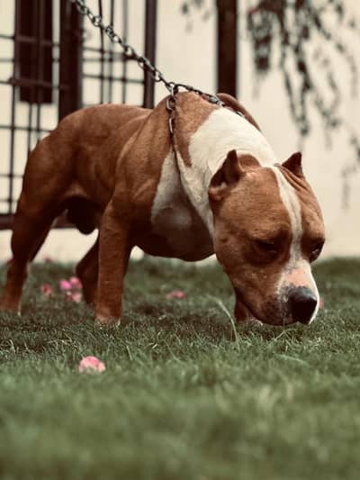 Pitbull only for stud