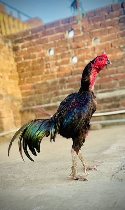 Aseel Thai murgha for sell