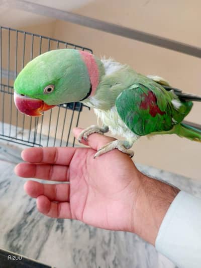 talking parrot