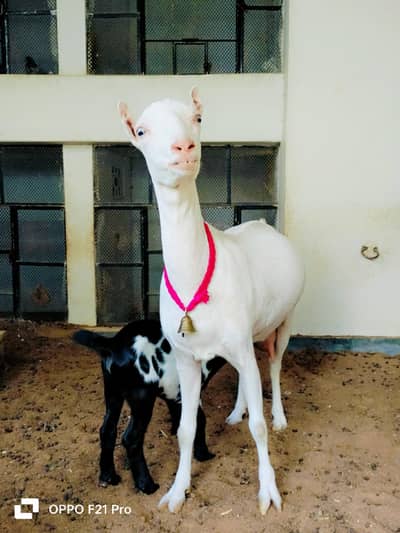 Gulabi teddy bakri with male kid full pointed