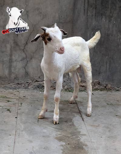tedda/gulabi/kid/male/qurbani/2027/sheep/goat/shoq