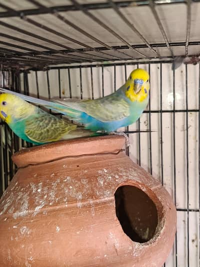 Rainbow Breeder pair and Common white red eye Budgies +