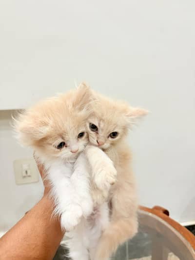 Persian Pairs for sale