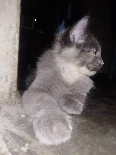 Persian cats
