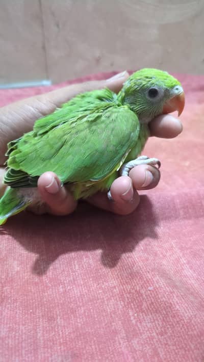 handtame chick