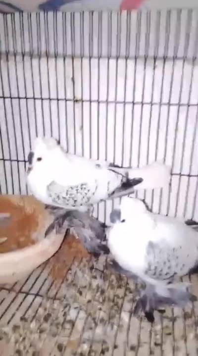 karbalai swallow