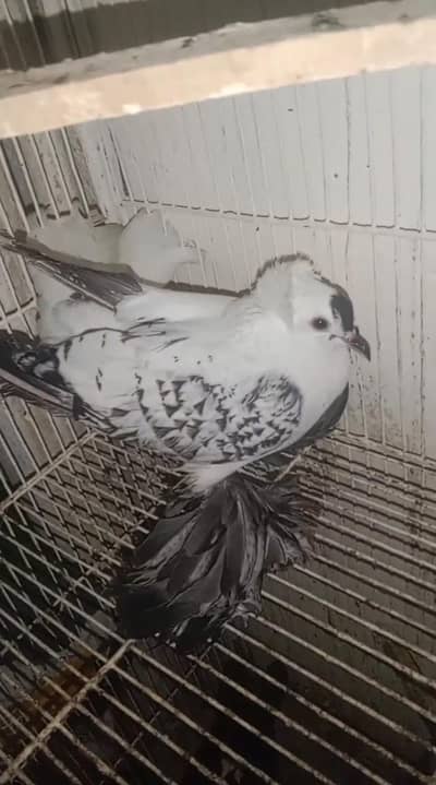 swallow