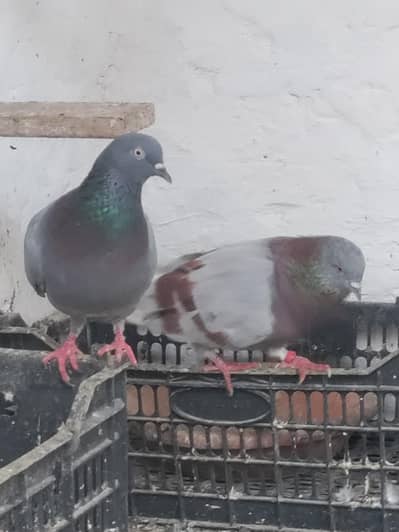 Pair for Sale (Healthy & Active)
