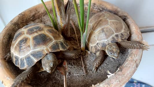 tortoise