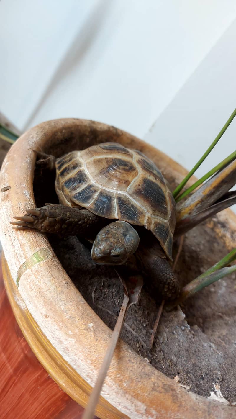 tortoise 1