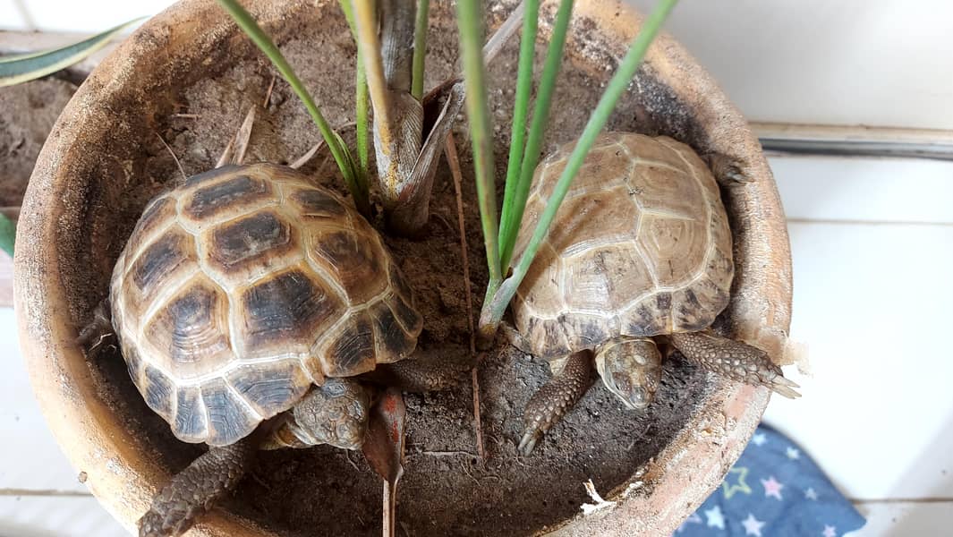 tortoise 2