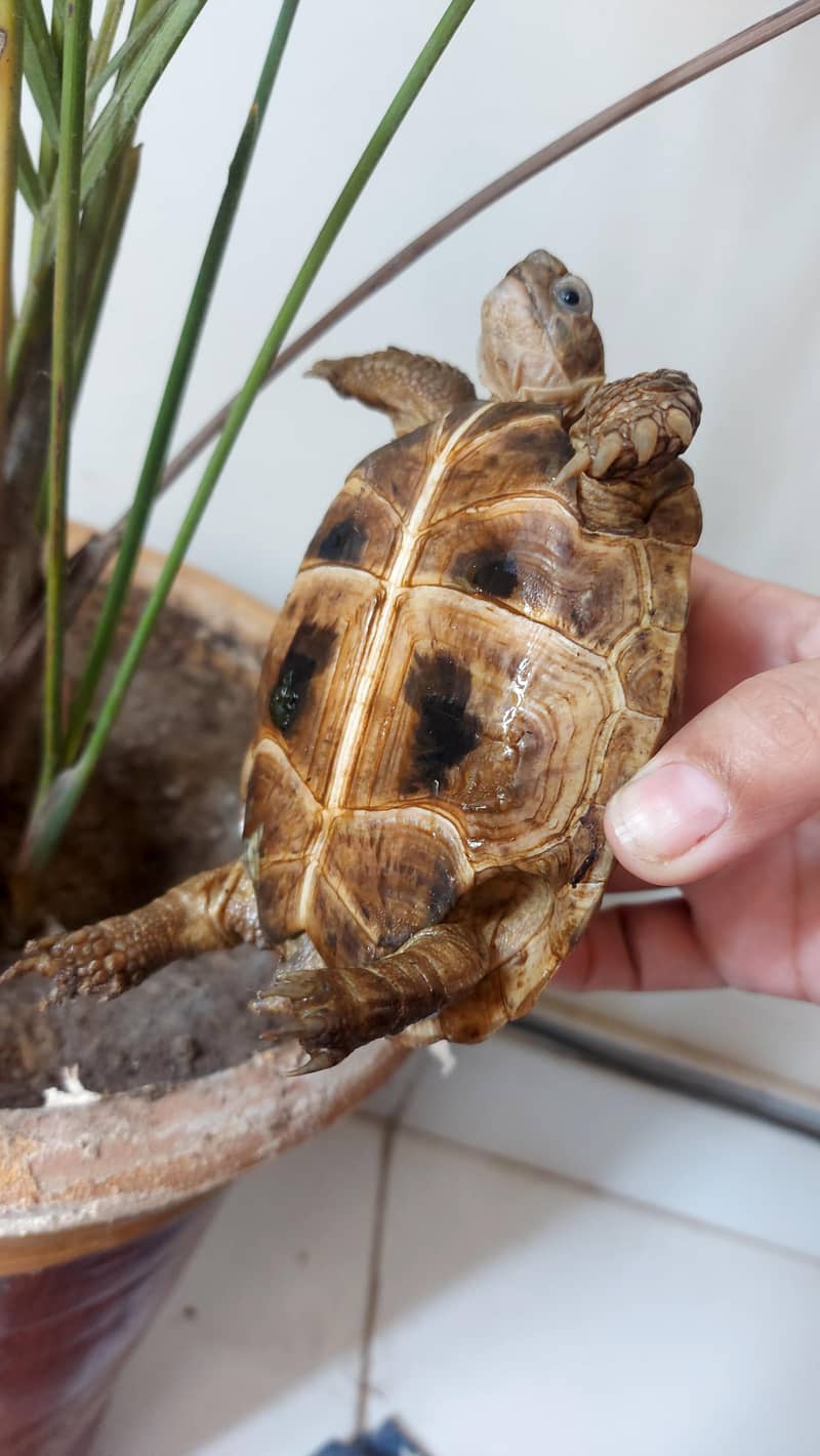 tortoise 3