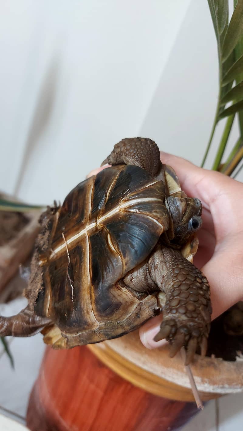 tortoise 4