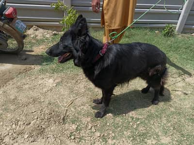 Black German Shepherd female