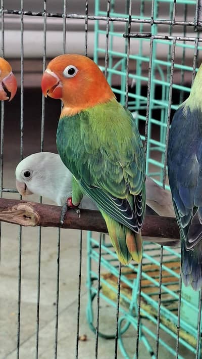 love bird