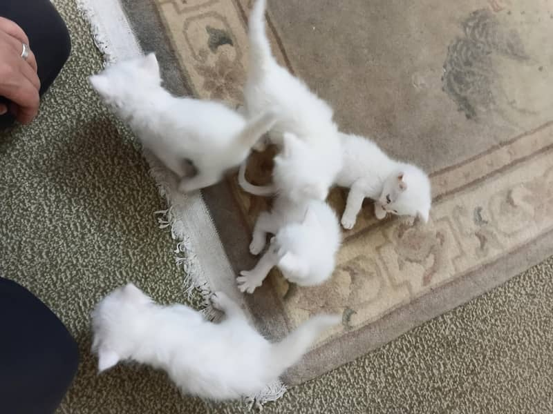 kittens 0