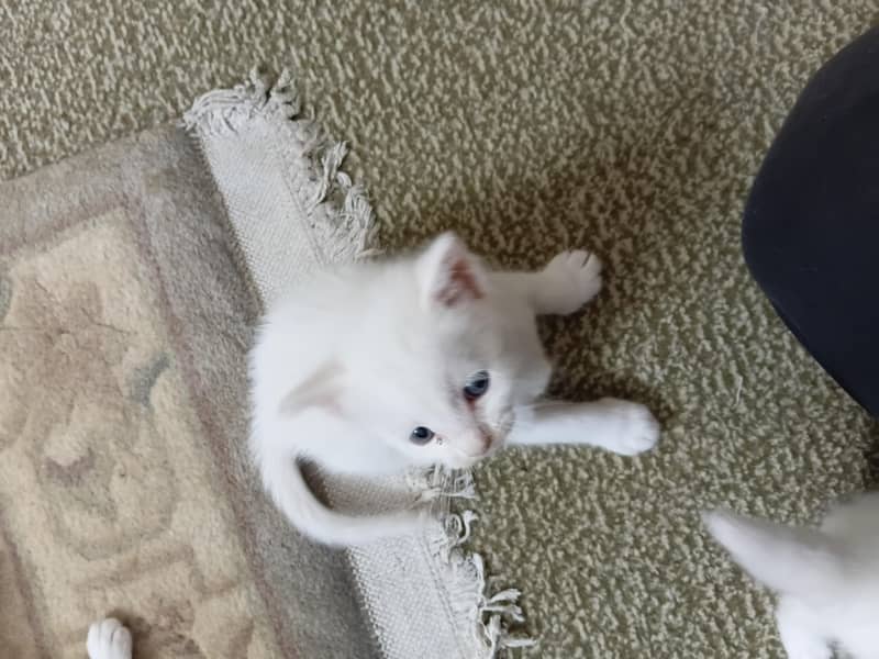 kittens 1