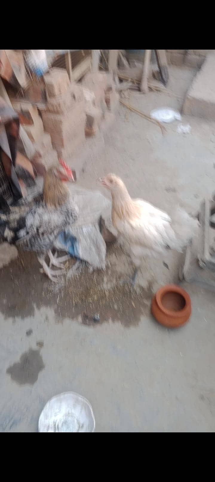 دیسی مرغے مرغیا ں 1