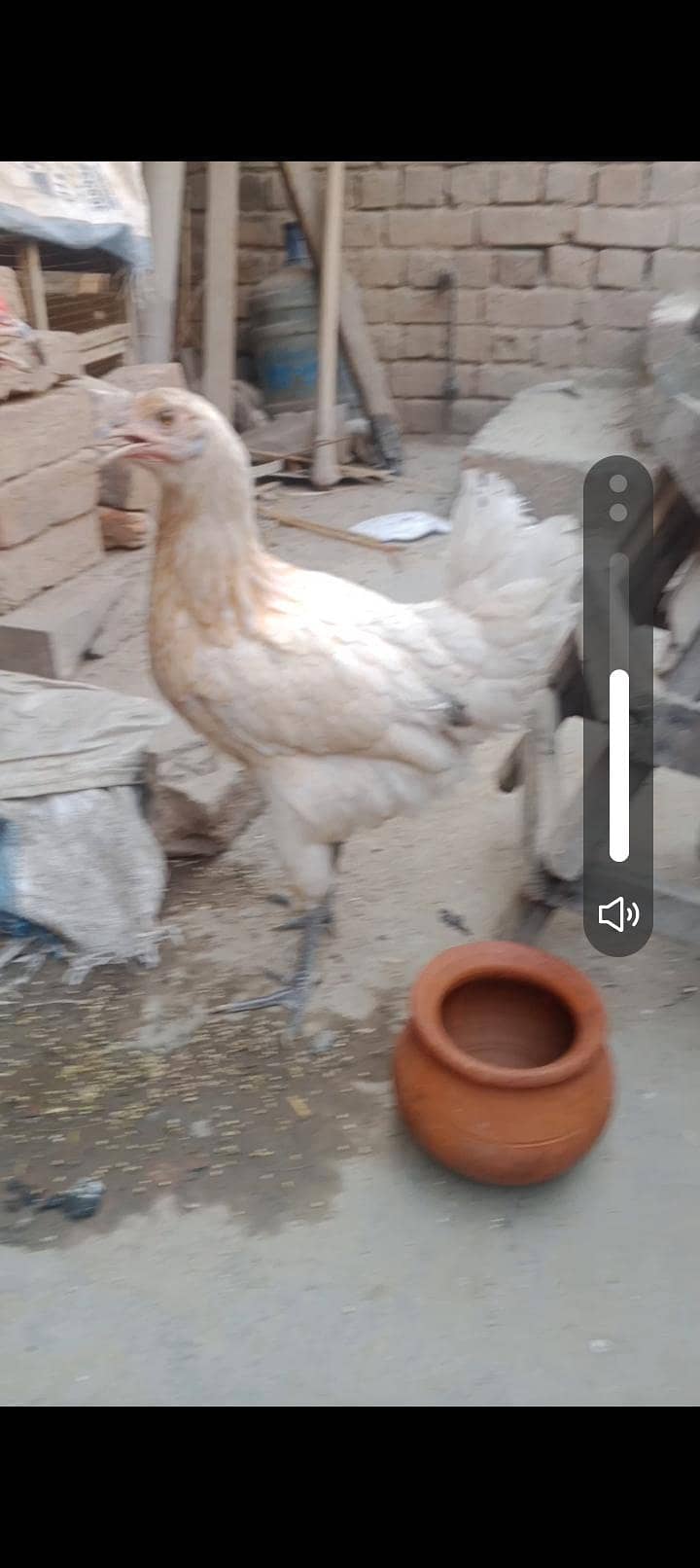 دیسی مرغے مرغیا ں 6