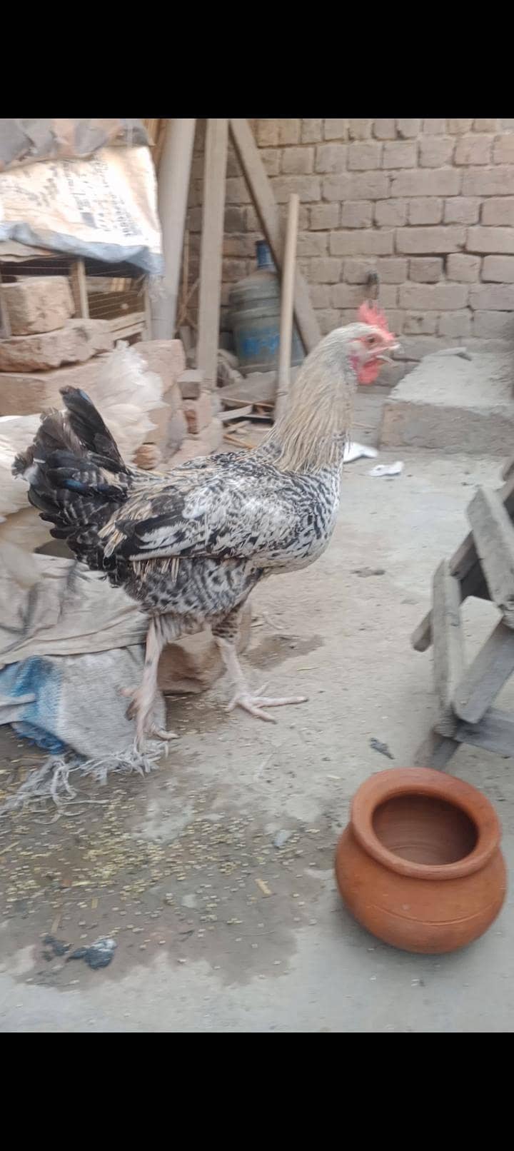 دیسی مرغے مرغیا ں 7