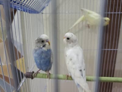 australian birds for sale