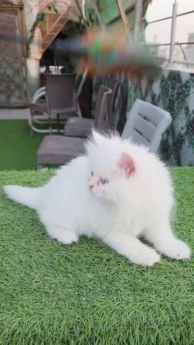 Persian cat for sale my WhatsApp number  03703659905