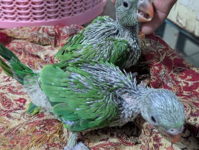 Green Ringneck chiks