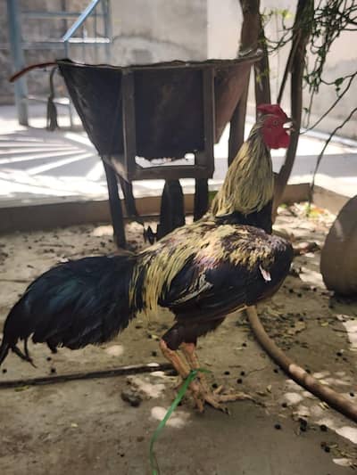 aseal hens and rooster negotiable price