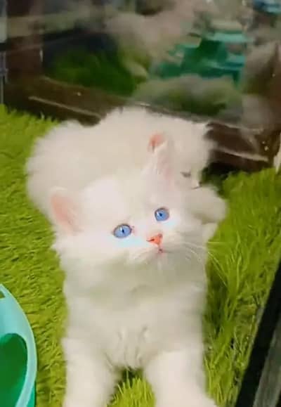 (Persian female kitten) (for sale all) (Pakistan delivery available)