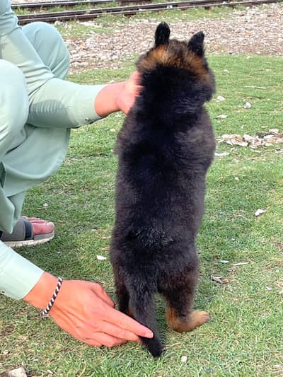 German shepherd puppy