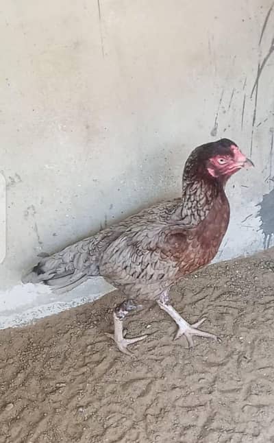 Pure Mianwali High quality blood line female for sale