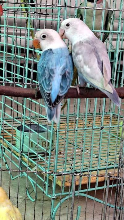 dilute and oplaine lovebird