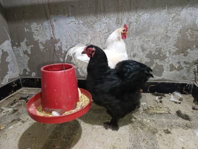 Brahma breeder pair