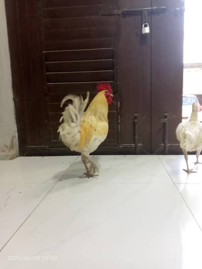 Male Hen