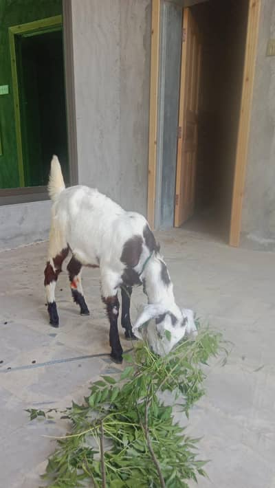 Goat for sale