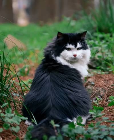 The cat's hub