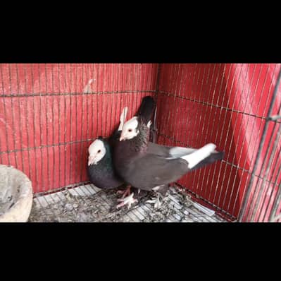 Breeder pairs
