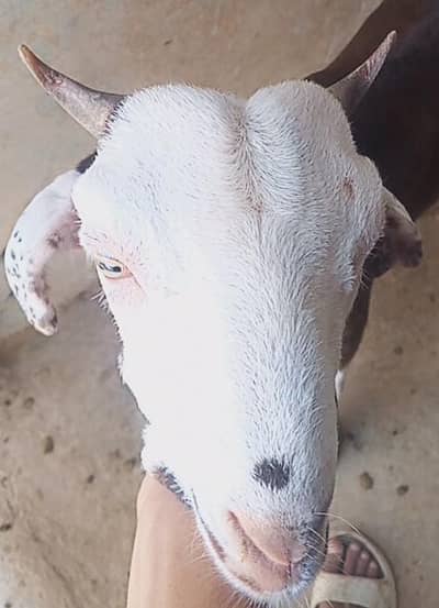 4to5months age jatan goat