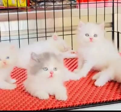 (Persian female kitten) (for sale all) (Pakistan delivery available)