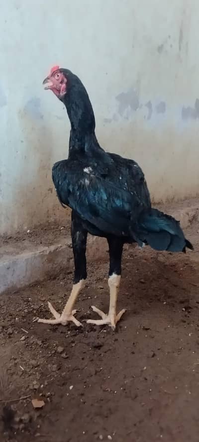 King shamo black