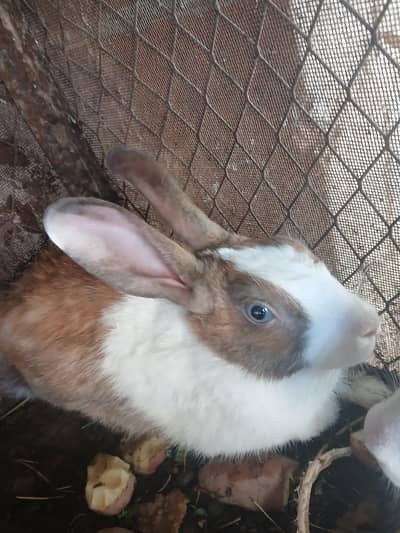 brown and white rabbits