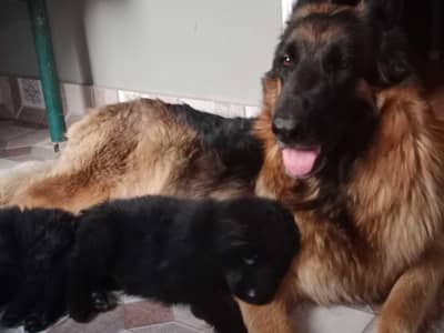 German Shepherd/GSD/German Shepherd puppies/ Lahore
