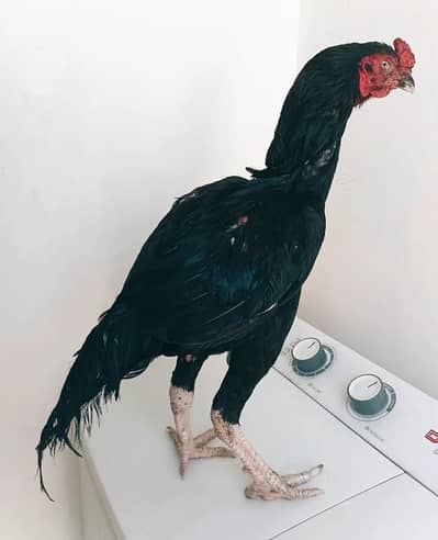 lasani breeder
