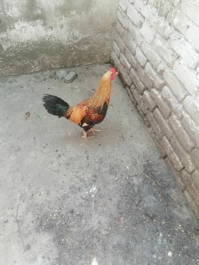 dasi murga