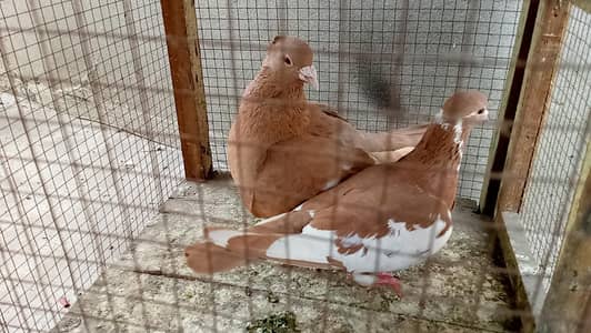 kajipara multani breedar pair for sale