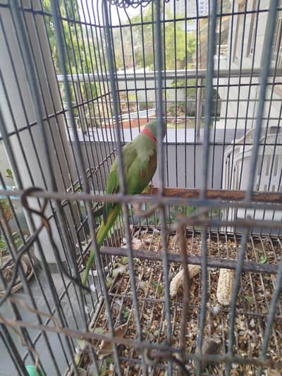 Alexanderine parrot