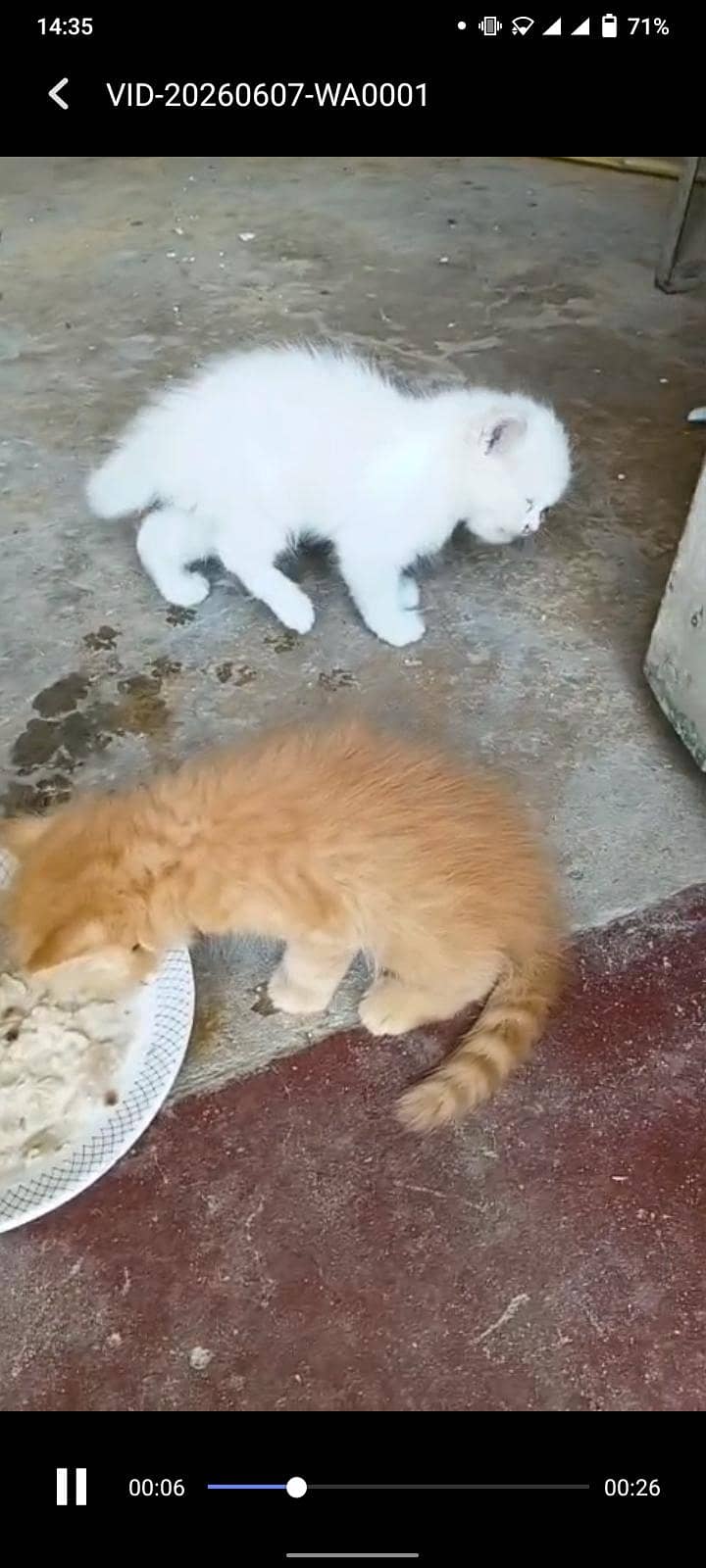 persion kittens 0