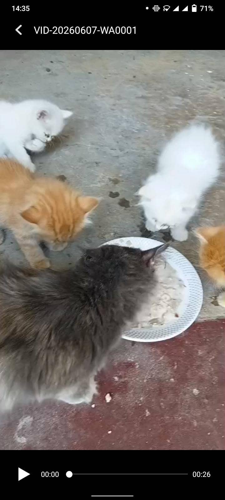 persion kittens 1