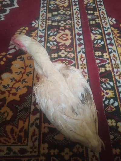 aseel murgiyan for sale