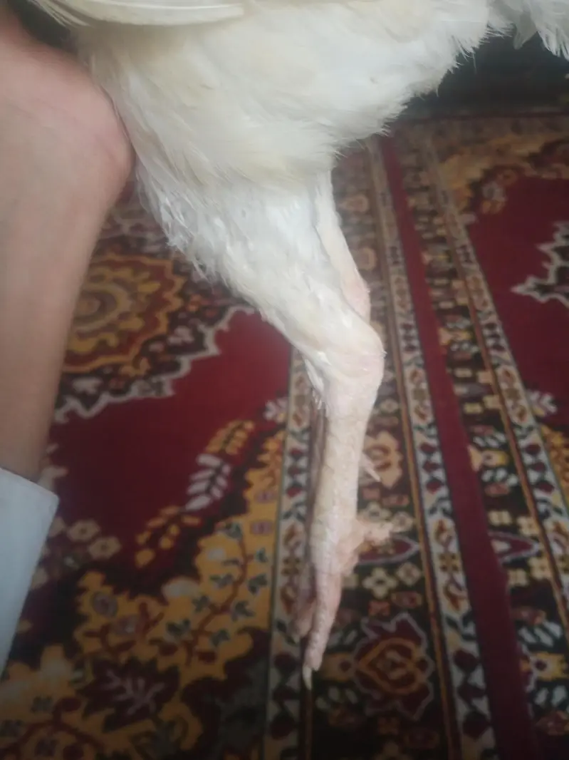 aseel murgiyan for sale — photo 2